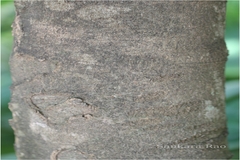 Lepisanthes rubiginosa